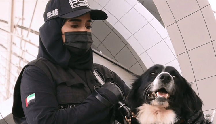 اماراتی سنائیفر کتوں نے کوویڈ 19 کا 92 فیصد درستگی کے ساتھ پتہ چلایا ہے