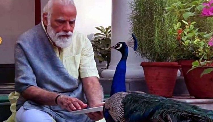 ہندوستان تین بحرانوں کا شکار، لیکن مودی چاہتا ہے کہ آپ اسکے موروں کی تعریف کریں